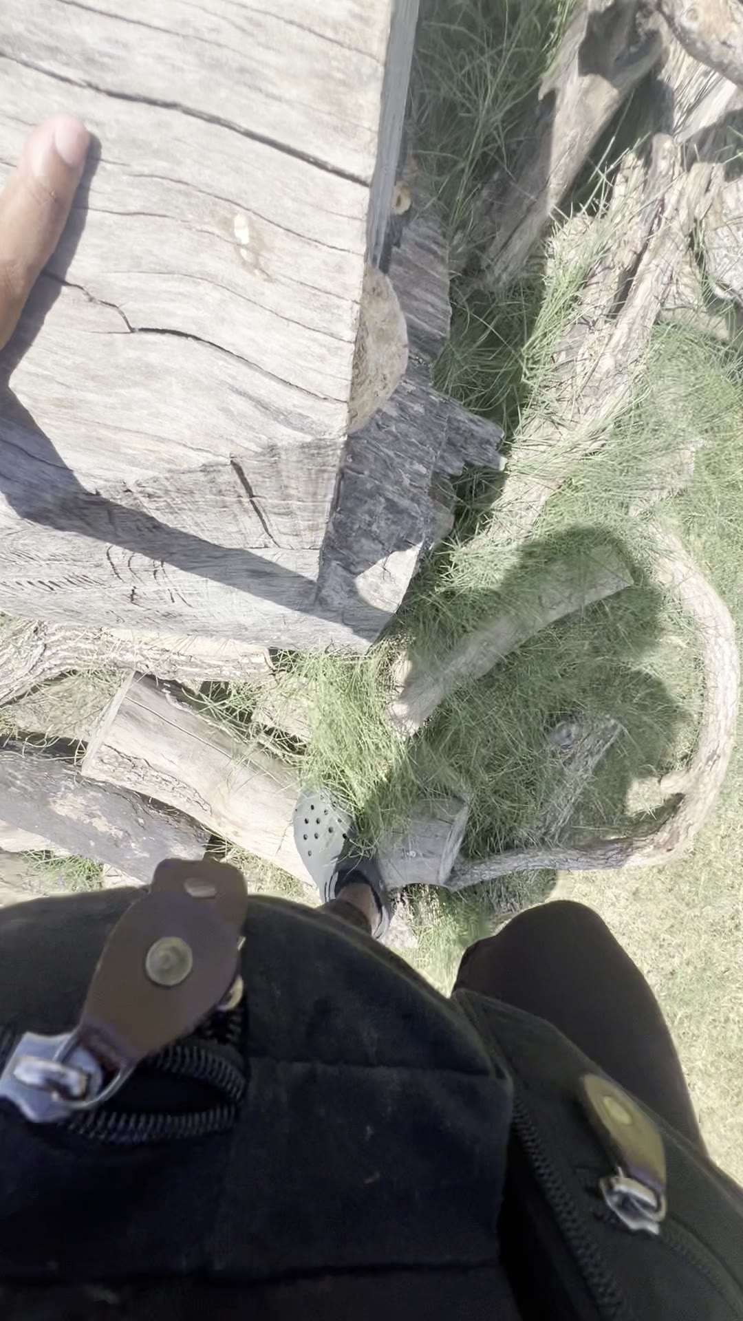 climbing a big log